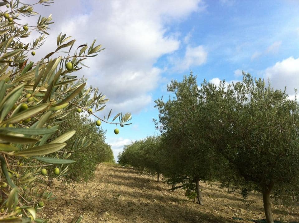 10433998_798426466883113_7849951398986095418_n